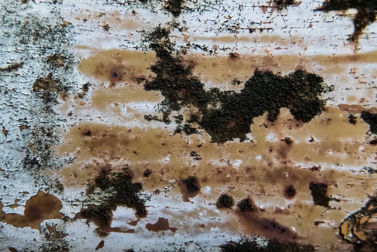 湿気や水分によって錆びたゼットソーの刃の例